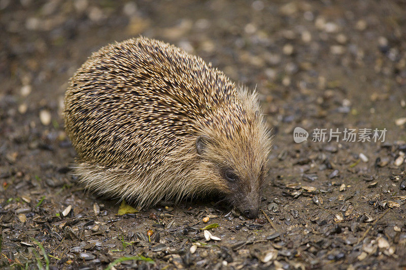 刺猬(Erinaceus europaeus)